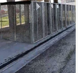 Viterbo – Trenta cani salvati da rifugio abusivo, trovati in pessime condizioni