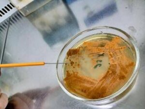 UnInsubria, scoperto nuovo antibiotico contro superbatteri