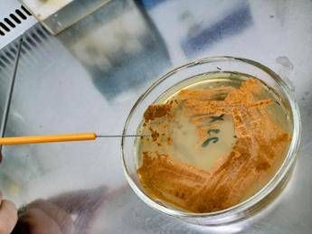 UnInsubria, scoperto nuovo antibiotico contro superbatteri