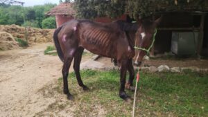 Sindacato Unarma contro animalista Enrico Rizzi: “Cerca solo visibilità”