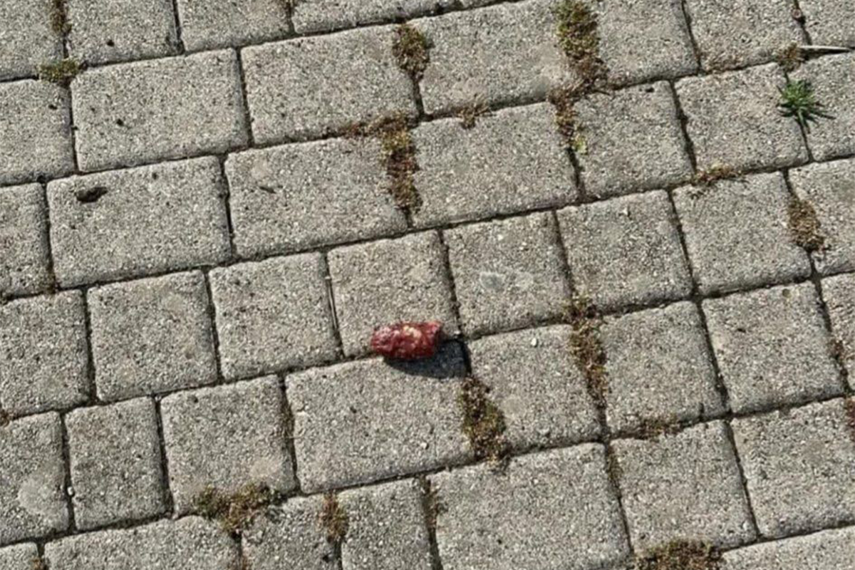 Civitavecchia – Bocconi avvelenati alla Lega Navale: “Città infestata da trappole mortali”