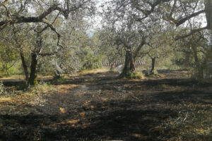 Bolsena – In fiamme un oliveto, interviene la Protezione civile (FOTO)
