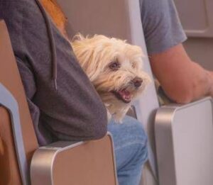 Animali in cabina sugli aerei, ‘preoccupazione’ da Federasma e allergie