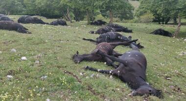 Frosinone – Strage di cavalli: 33 animali stroncati da una tempesta di fulmini