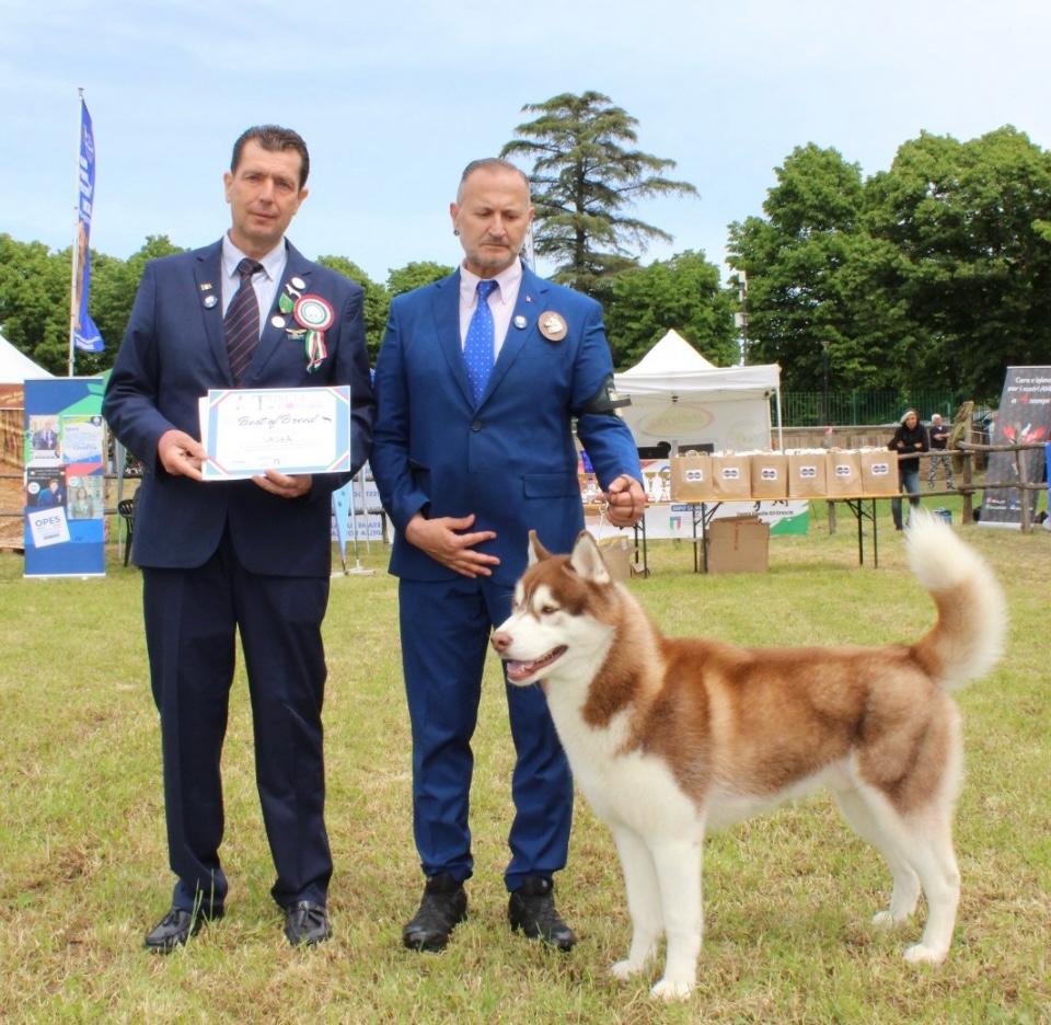 Villa San Giovanni in Tuscia – Tuscia Dog Show, vince il siberian husky Sasha (FOTO)