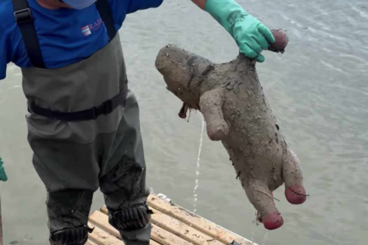 Roma – Peluche, materassi e bottiglie di ogni tipo, ecco cosa riemerge dalla barriera anti-rifiuti sul Tevere (FOTO)