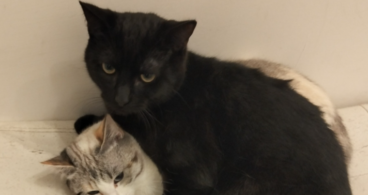 Viterbo – Bocconi avvelenati al Murialdo, l’allarme dopo i primi animali morti: “Qualcuno si accanisce contro gli indifesi”