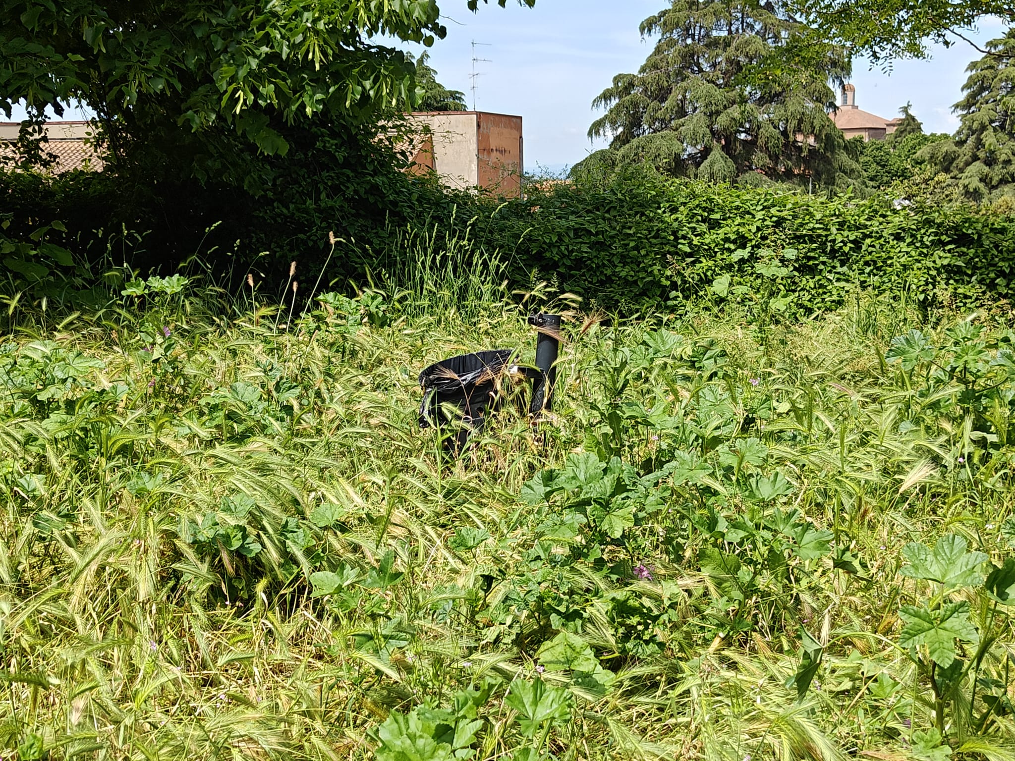 Viterbo – Erba alta, Ciambella: “Sindaca Frontini sceglie il silenzio e lascia da solo l’assessore Martinengo”