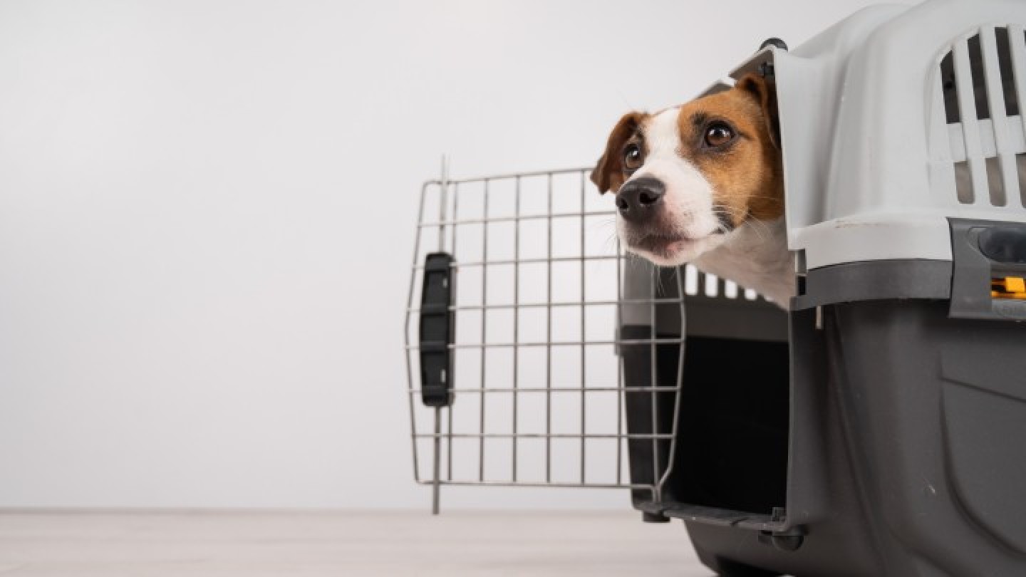 Aerei, si allarga la possibilità di trasportare gli amici a 4 zampe in cabina