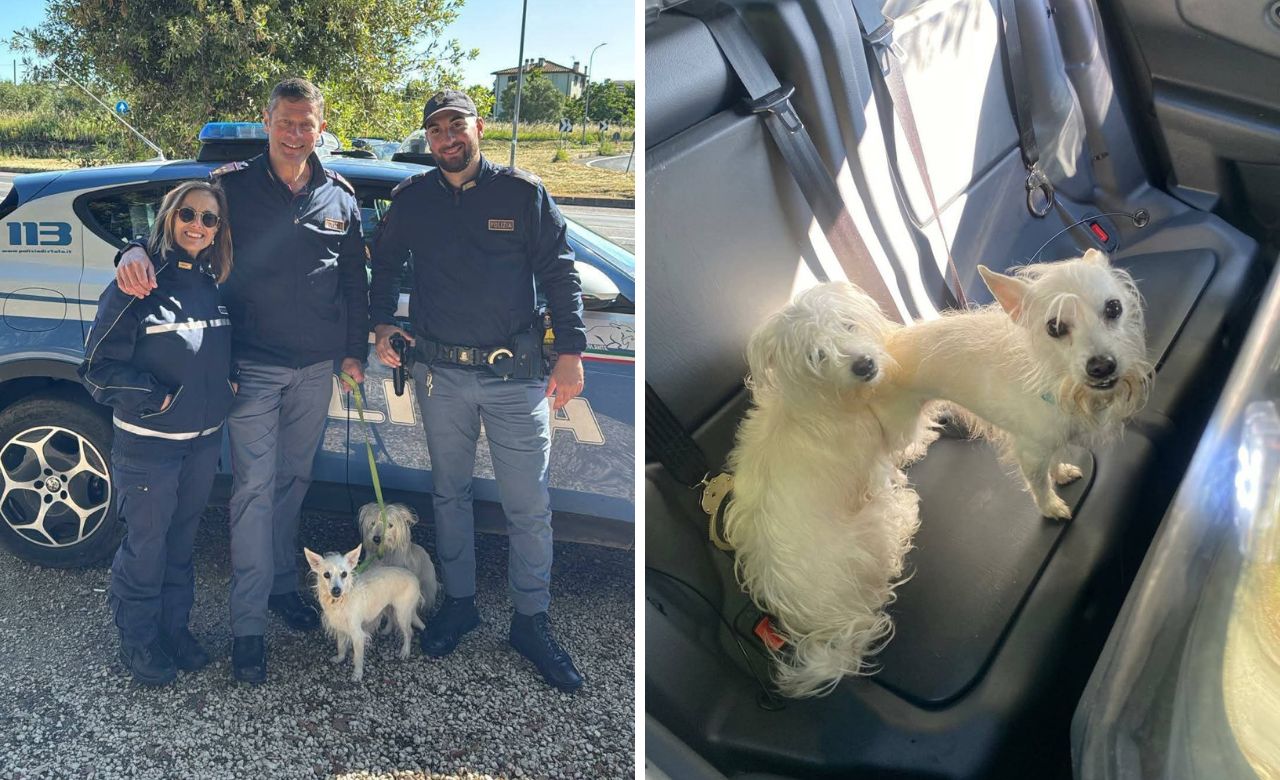 Viterbo – Scappano di casa e finiscono sul raccordino, la polizia salva Berta e Lucky