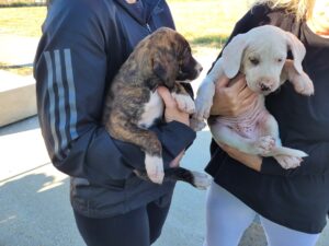 Cerveteri, due cuccioli abbandonati sul lungomare: identificati i responsabili grazie alle telecamere