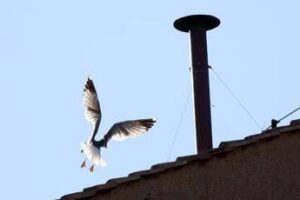 Conclave, l’ornitologo: “Il gabbiano sul comignolo è a casa sua e non teme la folla”