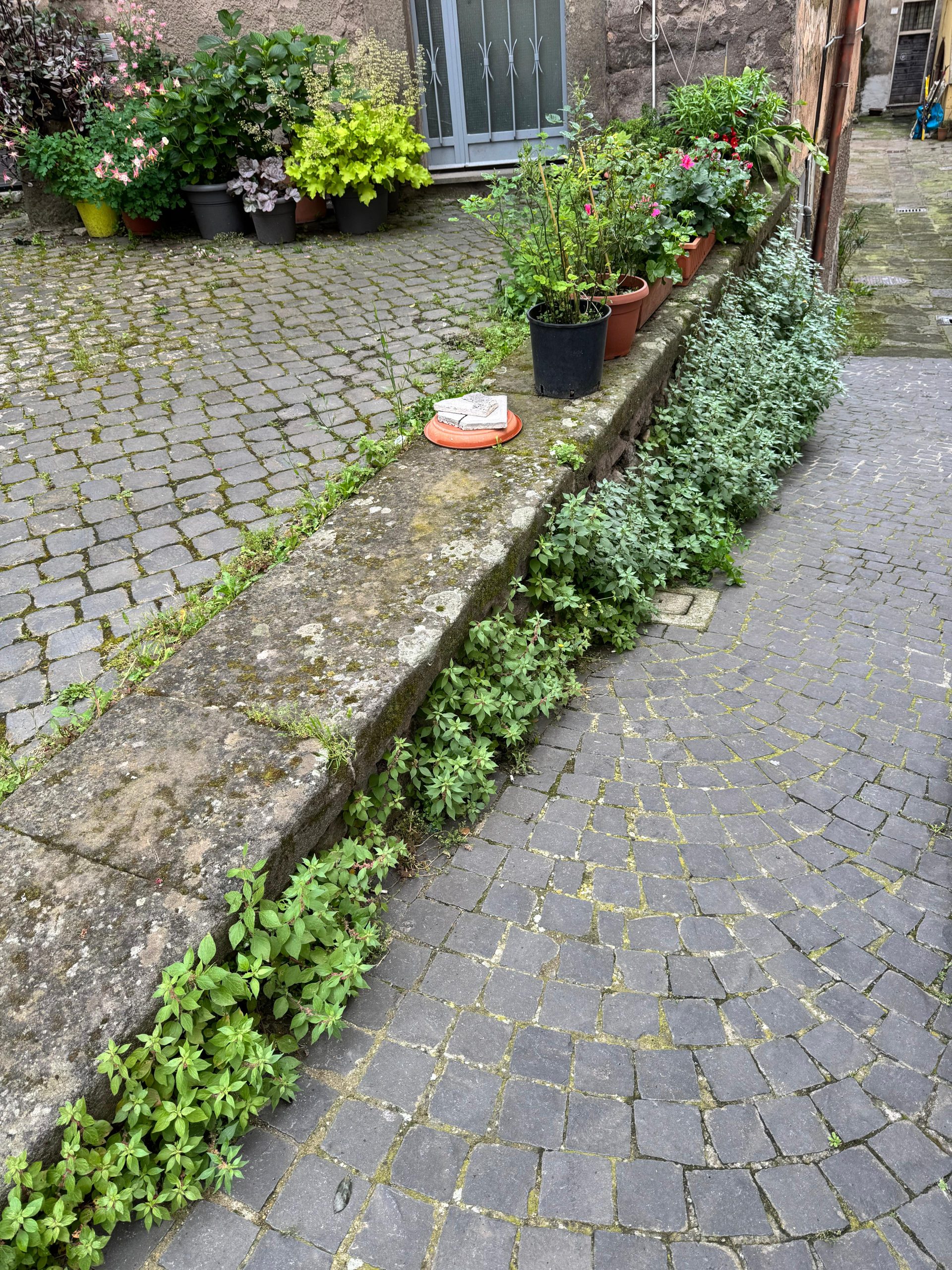 Viterbo – Centro storico abbandonato: “Topi, erbacce e sporcizia, un luogo senza dignità”, la denuncia del consigliere Grancini