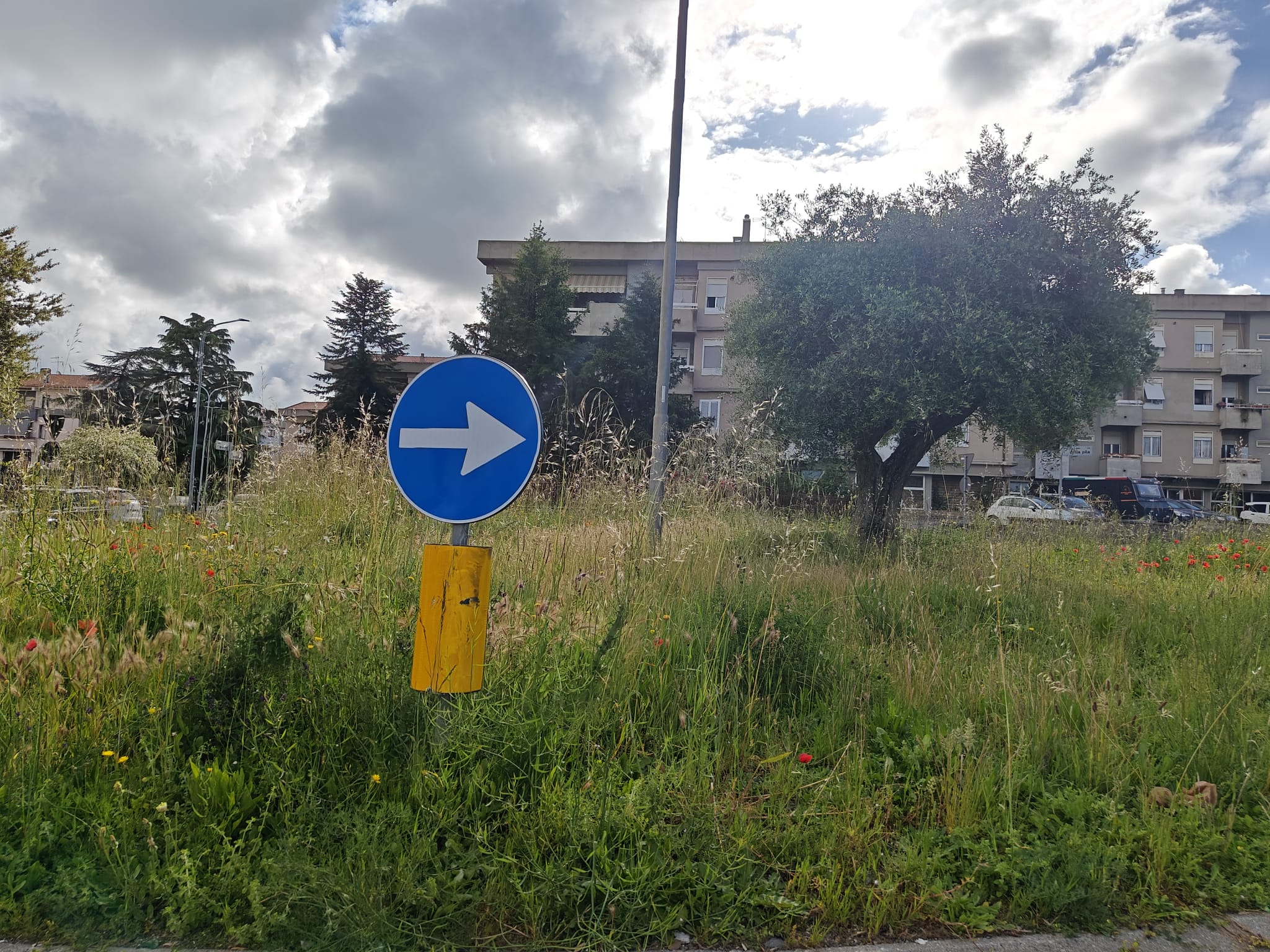 Viterbo – Rotatorie divorate dall’erba, i cittadini: “Solita storia, il Comune adesso attende l’incidente?”