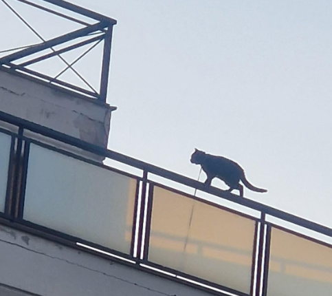 Roma – Gatto rischia di rimanere impiccato, l’animalista Rizzi: “Come al solito, nessuno interviene”