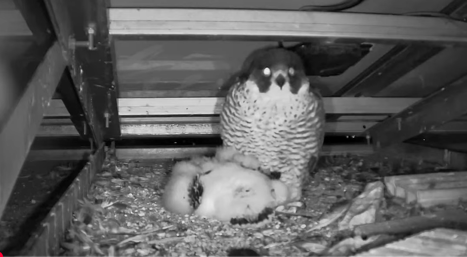 E’ maschio il pullo di falco pellegrino nato sul tetto della Giunta regionale: si chiamerà Enea