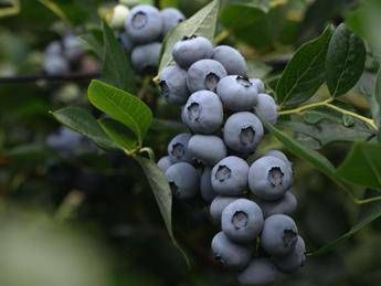 Al via la raccolta del mirtillo in Val di Non, le virtù delle sue bacche