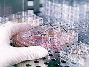 Fecondazione, non solo endometriosi: il nuovo protocllo che combatte l’adenomiosi