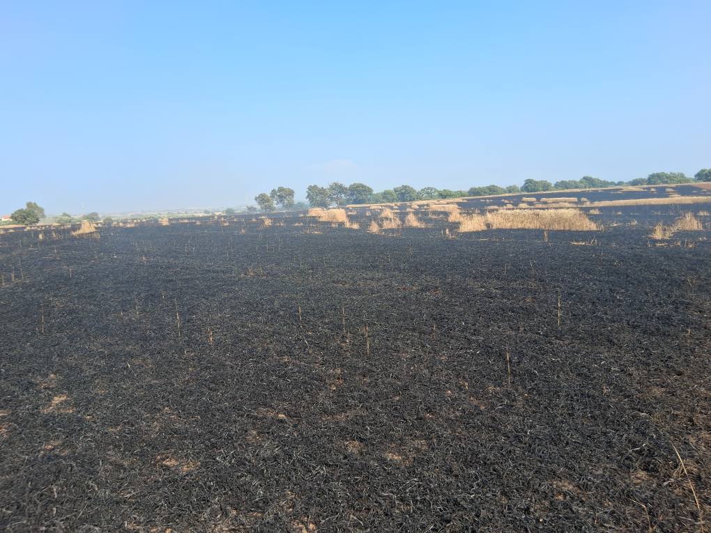 Tarquinia – Vasto incendio nei campi a ridosso dell’Aurelia, in fiamme 10 ettari di terreno (FOTO)