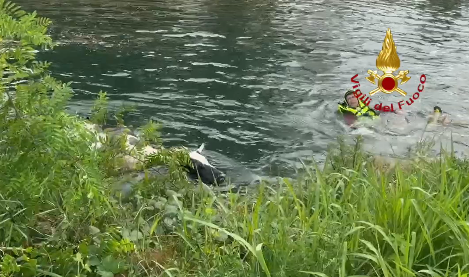 Mandria di mucche in fuga finisce nel fiume, vigili del fuoco intervengono per salvarle (VIDEO)
