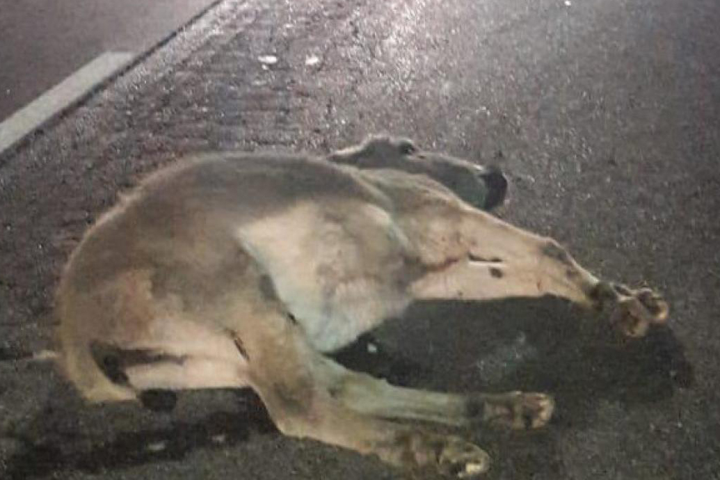 Asino investito lungo la Cassia bis