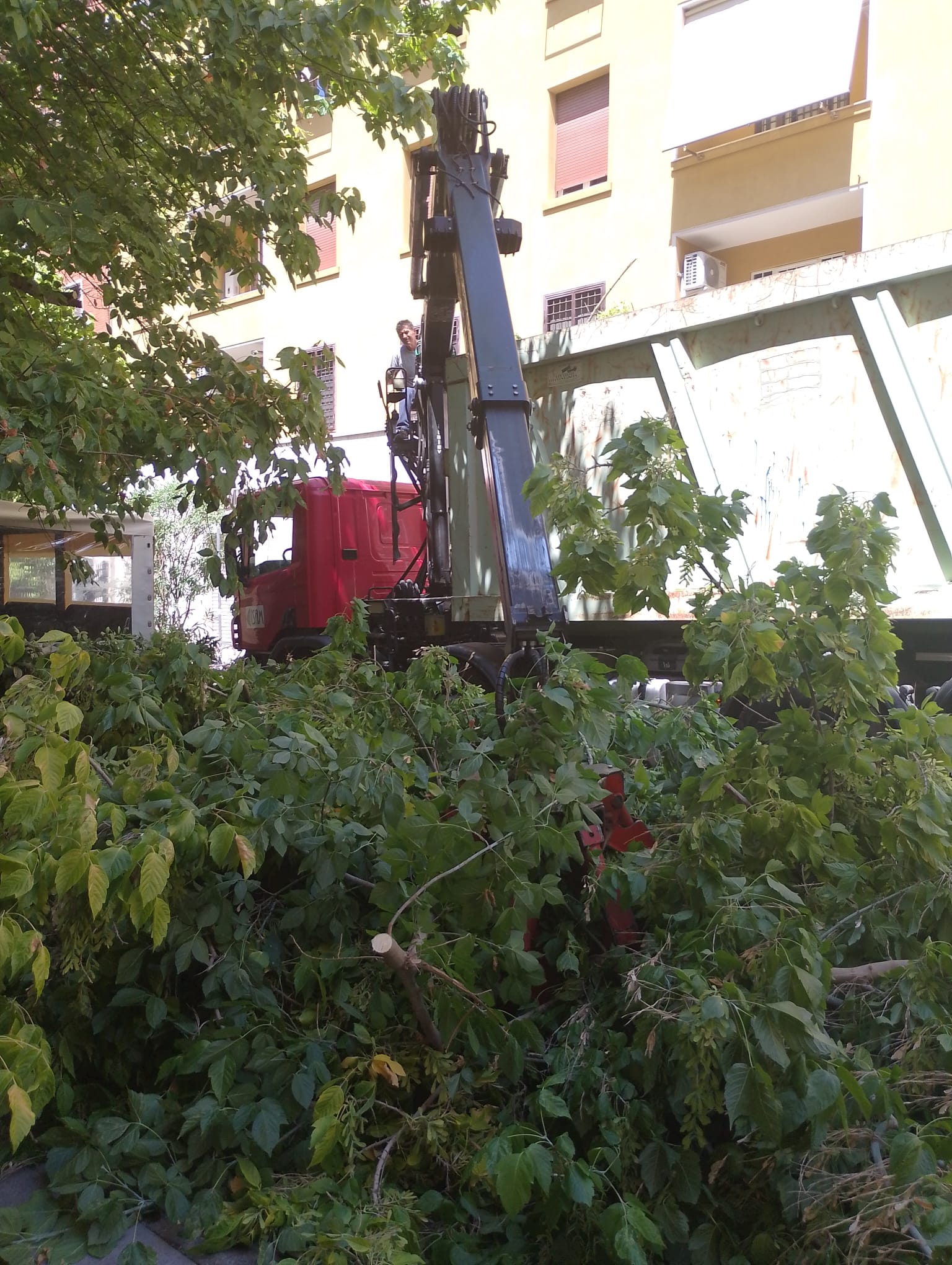 Roma, strage di alberi sani a piazza Bologna: raccolta firme dei cittadini sulla liceità dell’operazione