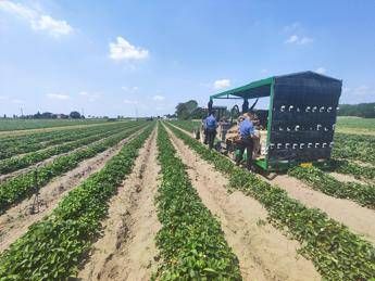 Ferrara, donna muore schiacciata dal trattore in azienda agricola