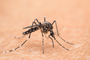 Nel Lazio primi 2 casi autoctoni di West Nile, oggi cabina di regia in Regione