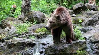 Orso abbattuto a Yellowstone, aveva imparato a rubare cibo a campeggiatori