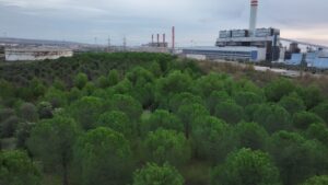 Il Comitato salviamo il Bosco di Civitavecchia scrive alle istituzioni: “No al mega parcheggio”