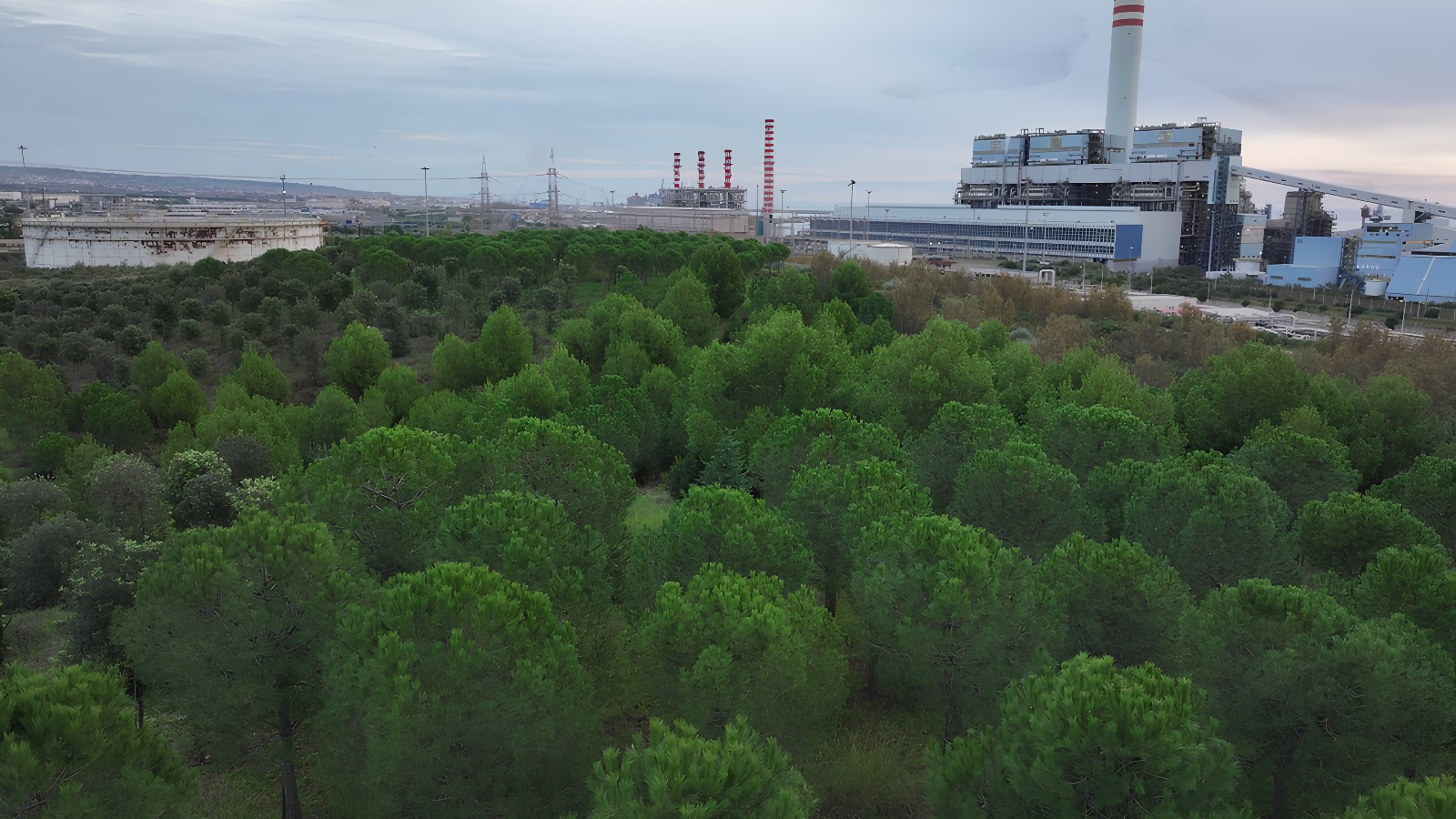 Il Comitato salviamo il Bosco di Civitavecchia scrive alle istituzioni: “No al mega parcheggio”