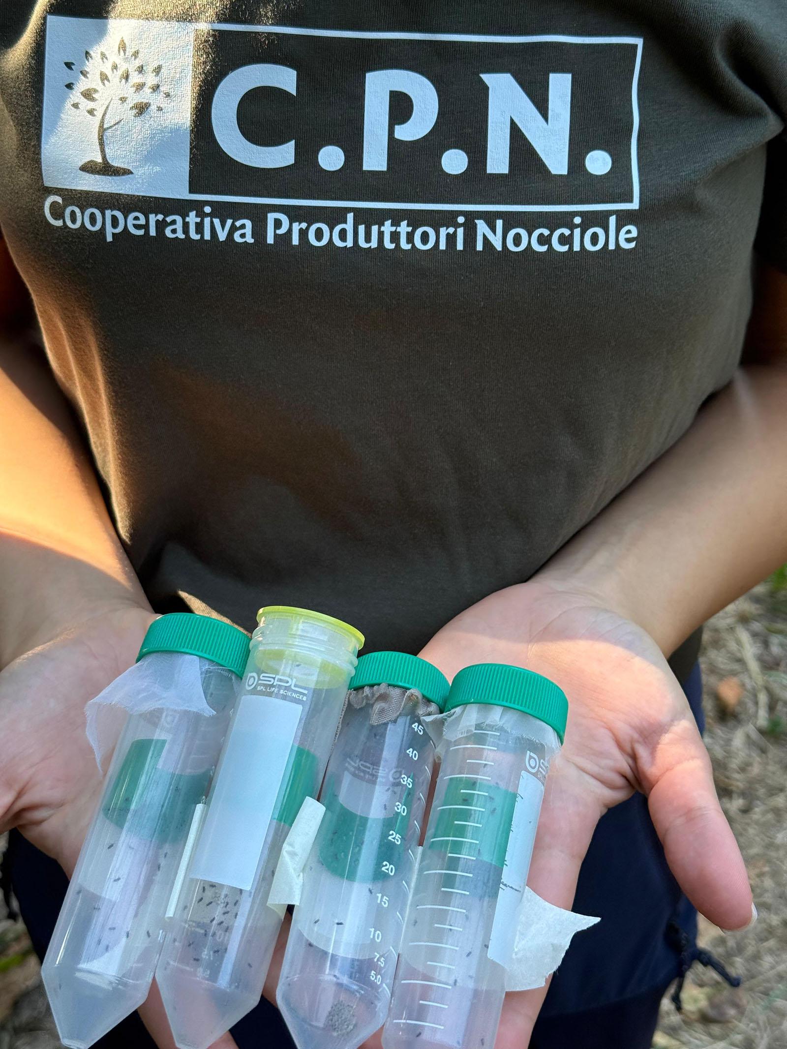 Vespa samurai: dopo le prime uova “parassitizzate” di cimice asiatica si procede con il secondo lancio