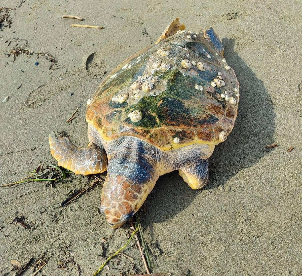 Latina: nuovo nido di tartaruga sul lungomare, attesa per la schiusa di 97 uova