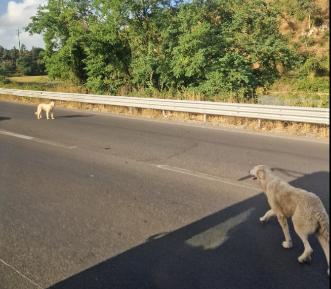 Roma – Due cani vagano sulla Cassia, allarme sicurezza al bivio per l’Ospedale Sant’Andrea