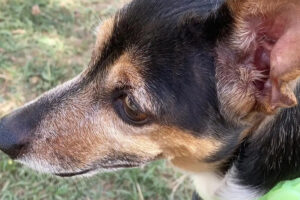 Montefiascone – Mia si è smarrita: “La stanno cercando ovunque”