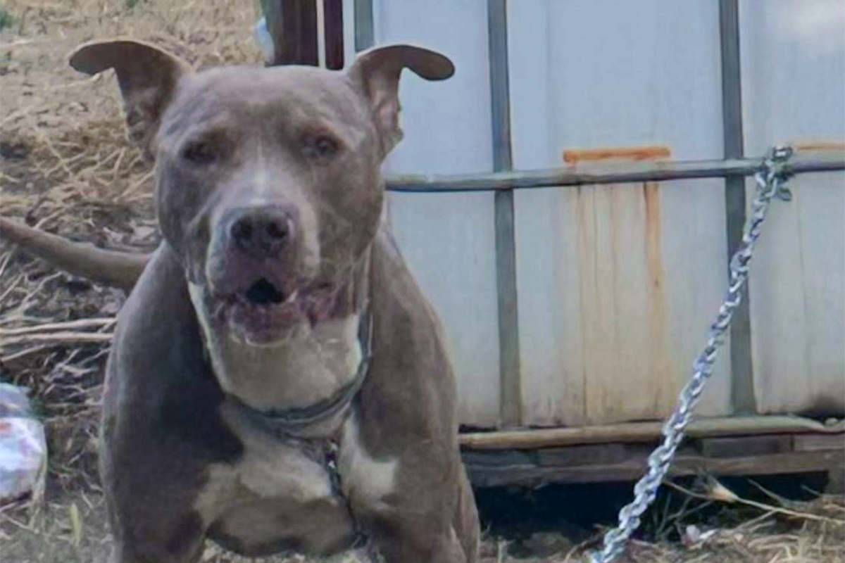 Viterbo – Due cani legati e abbandonati davanti all’ingresso del canile comunale