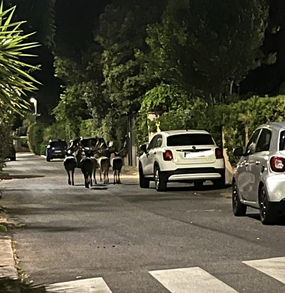 Fregene – Febbre del sabato sera pure per i daini: ancora passeggio folkloristico (FOTO)