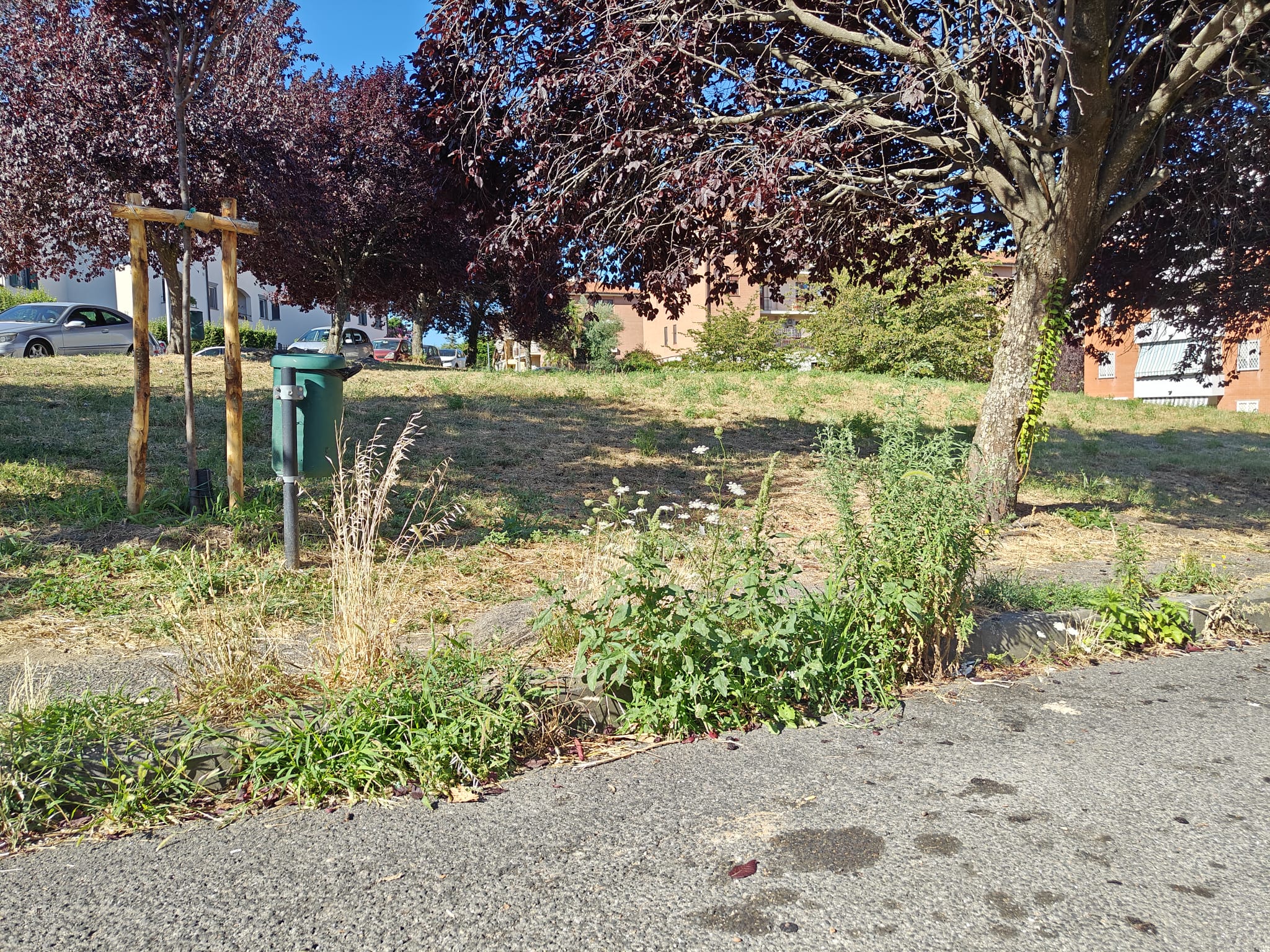Viterbo – Marciapiedi invasi dalle erbacce: “Siamo costretti a camminare in mezzo alla strada”. I cittadini esasperati (FOTO)