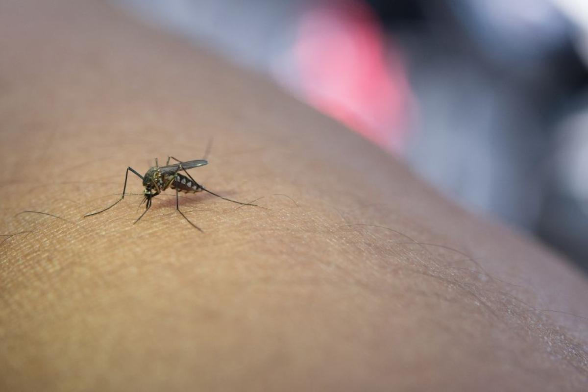 Virus West Nile, altri 7 casi nel Lazio: a Latina i casi accertati salgono a 26