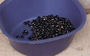 Mucuna Pruriens, tutti i benefici del legume tropicale utilizzato anche per il Parkinson