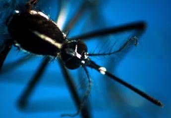 West Nile, 8 casi in Campania: 4 sono in rianimazione