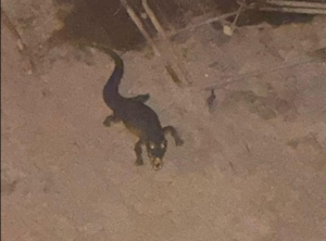 Ladispoli – Il “coccodrillo” nel fiume era un giocattolo