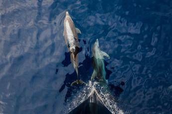 A delfini status legale esseri umani per difenderli meglio, la campagna in Corea del Sud