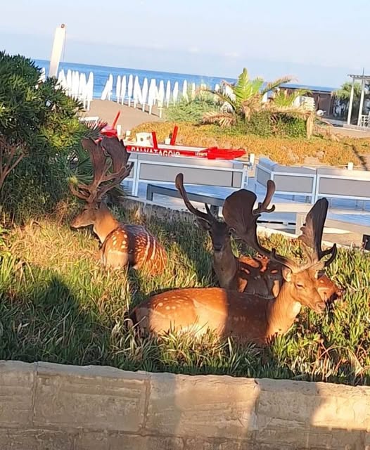 Daini a passeggio sul lungomare: si susseguono gli avvistamenti a Fregene