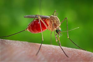 Due casi accertati di West Nile a Latina, sono i primi nel Lazio
