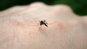 Estate e zanzare, cosa sapere e cosa (non) fare