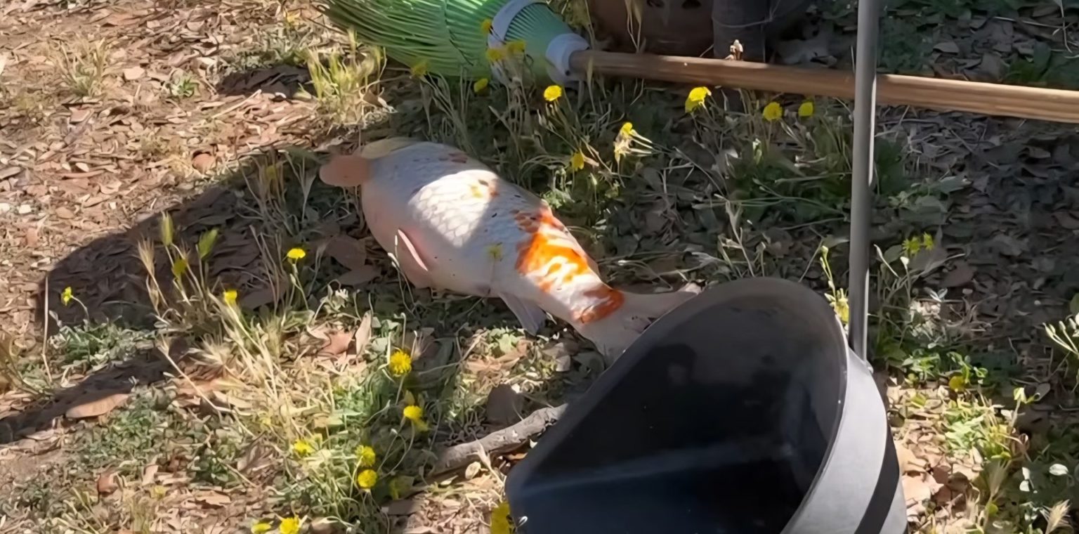 Viterbo – Pesci morti a Prato Giardino, Lav: “Qualcuno ci spieghi cos’è il benessere animale”