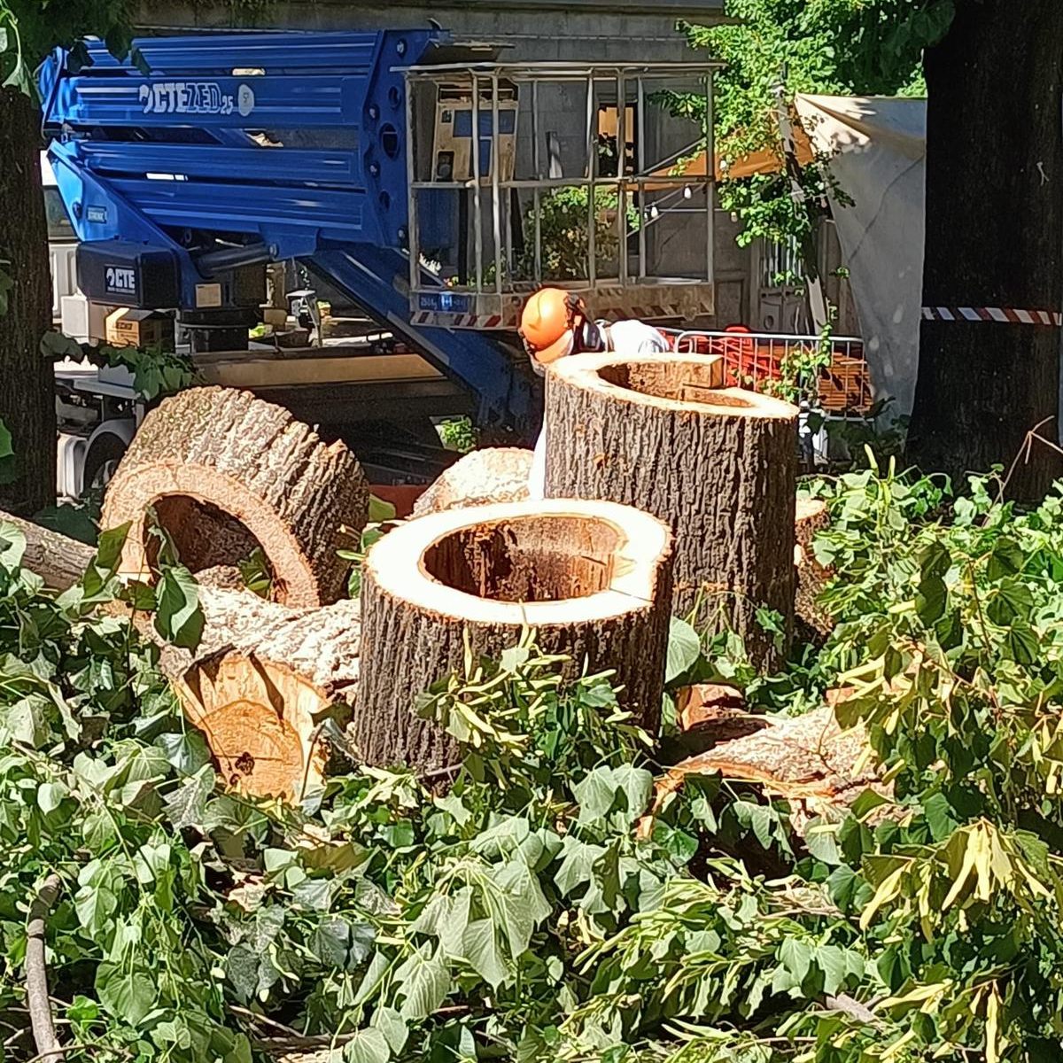 Viterbo – Abbattuti due tigli in piazza della Morte per motivi di sicurezza