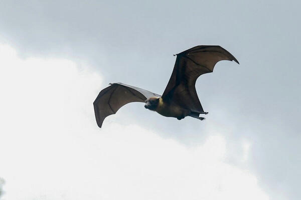 Muore di rabbia dopo un morso di un pipistrello. E’ il terzo caso nella storia