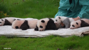 Cina, prima apparizione in pubblico per un gruppo di cuccioli di panda